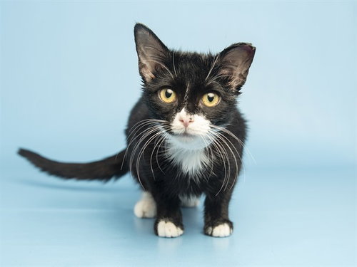 TILLY, a cat for adoption from Arizona Humane Society - Campus for Compassion