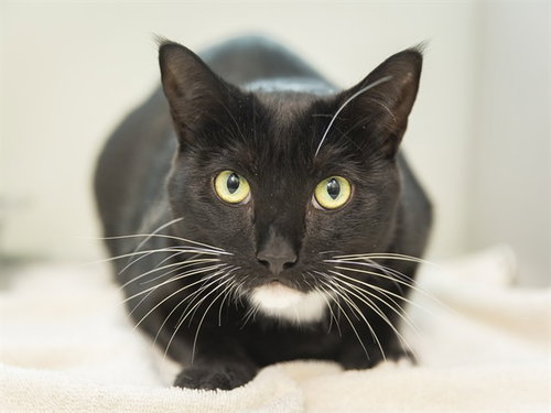 MIMI, a cat for adoption from Arizona Humane Society - Campus for Compassion