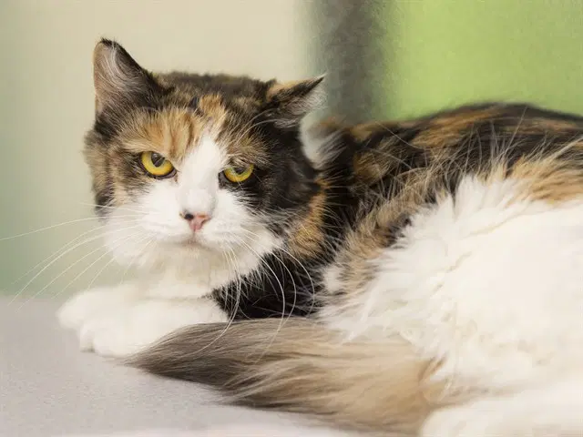 Chloe - Domestic Short Hair