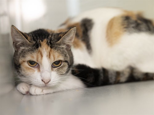 PEARLIE, a cat for adoption from Arizona Humane Society - Campus for Compassion