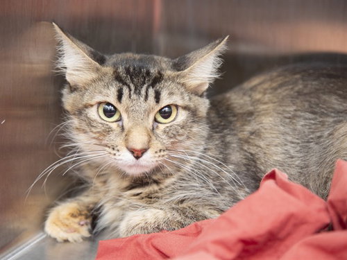 JUNIPURR, a cat for adoption from Arizona Humane Society - Campus for Compassion
