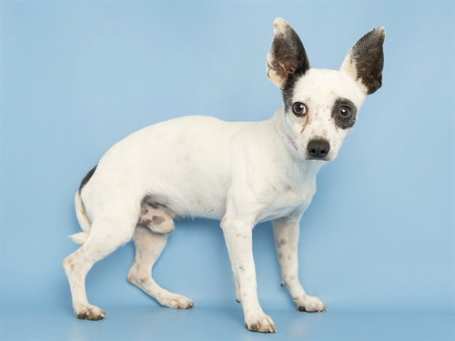 OCTOBER, a dog for adoption from Arizona Humane Society - Campus for Compassion