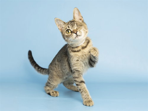KIDDER, a cat for adoption from Arizona Humane Society - Campus for Compassion