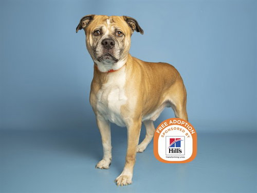 STORMI, a dog for adoption from Arizona Humane Society - Campus for Compassion