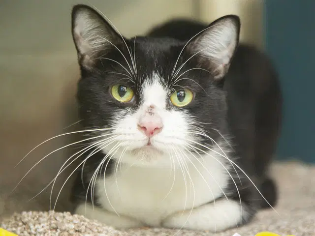 Jim - Domestic Short Hair
