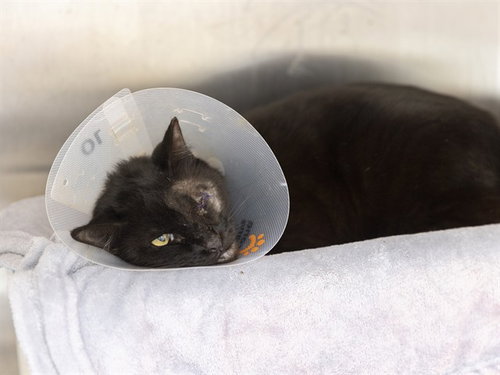 HP LOVECAT, a cat for adoption from Arizona Humane Society - Campus for Compassion