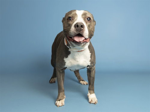 LADYBUG, a dog for adoption from Arizona Humane Society - Campus for Compassion