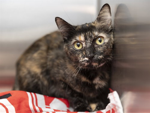 CHISPIADITA, a cat for adoption from Arizona Humane Society - Campus for Compassion