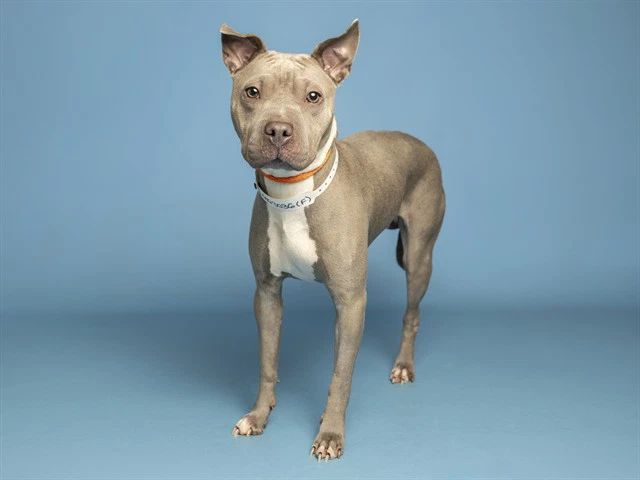 Nyla