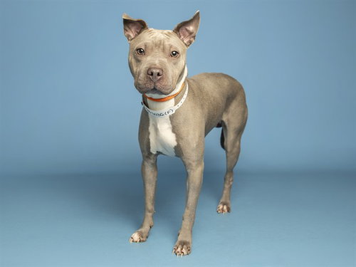 NYLA, a dog for adoption from Arizona Humane Society - Campus for Compassion