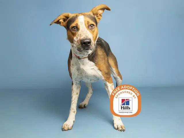 Spencer - Greyhound