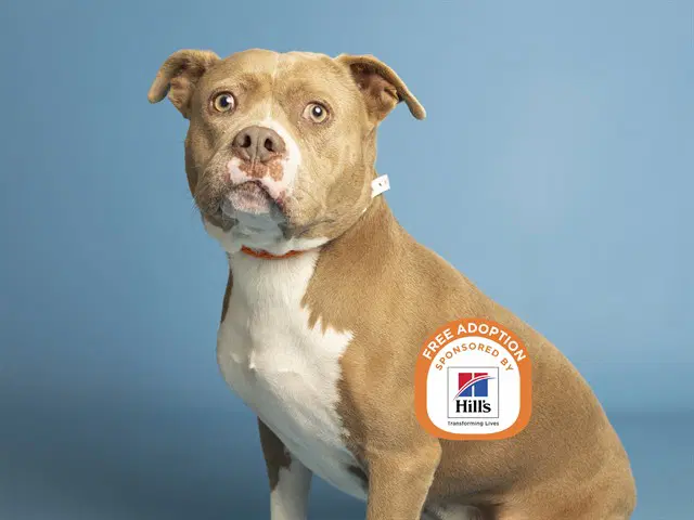 Scooby Hunter - American Pit Bull Terrier