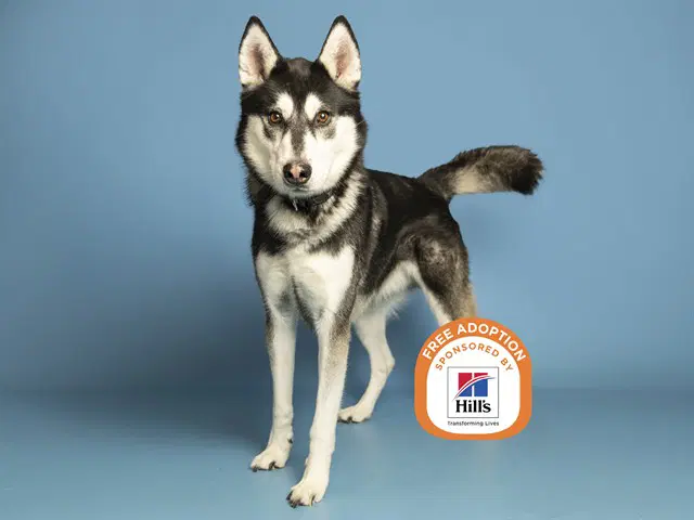 Oliver - Siberian Husky