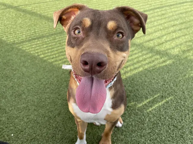 Stunna - American Pit Bull Terrier