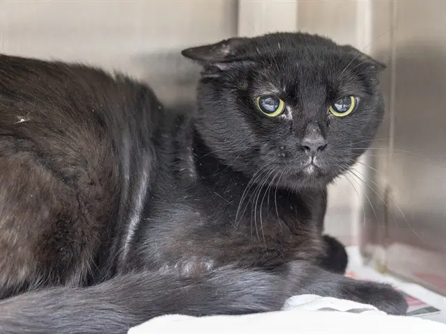 Jackson - Domestic Short Hair