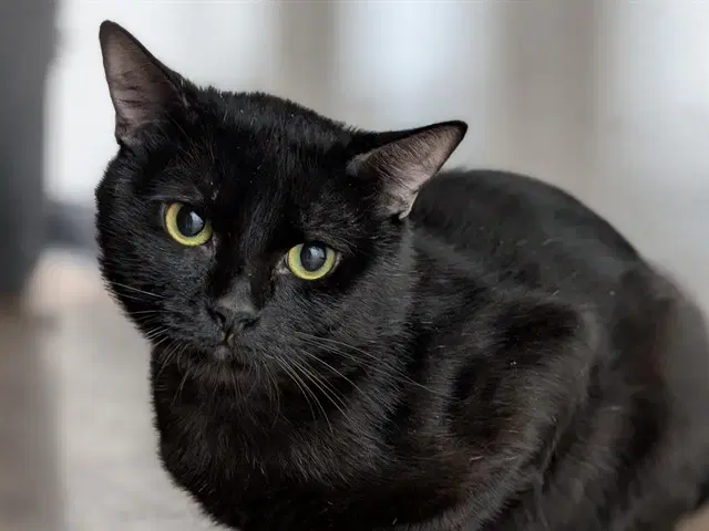 Jackson - Domestic Short Hair