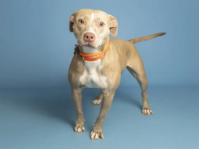 Nala - American Pit Bull Terrier