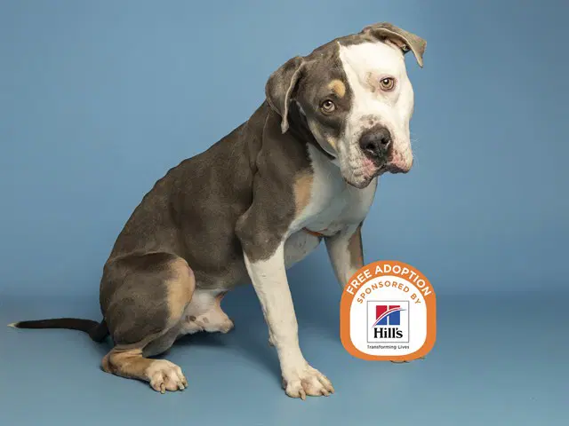 Draco - American Pit Bull Terrier