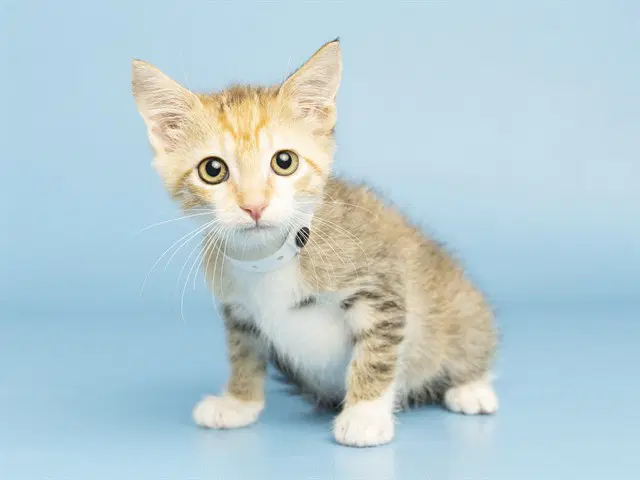 Cali - Domestic Short Hair