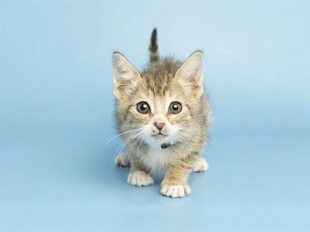 Daisy - Domestic Short Hair