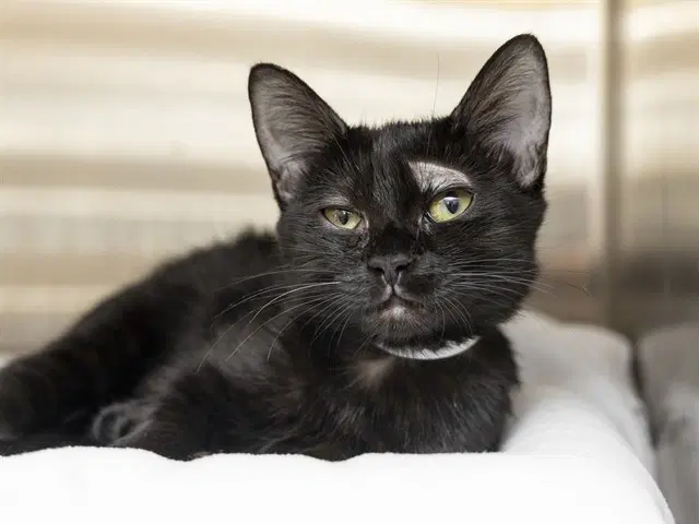 Bagheera - Domestic Short Hair