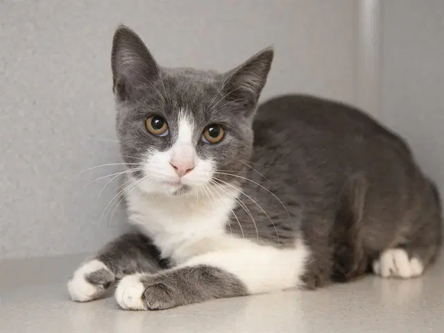Karen - Domestic Short Hair