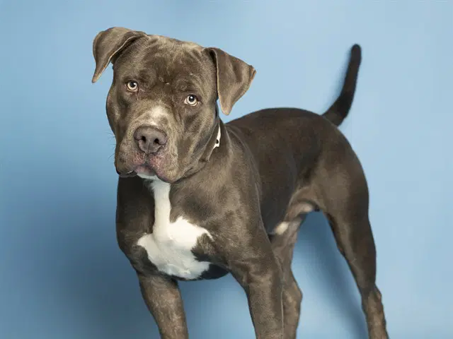 George - American Pit Bull Terrier