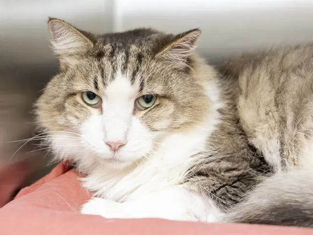 Buddy - Domestic Medium Hair
