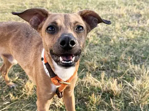 Capone - Chihuahua