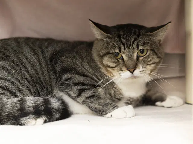Roger - Domestic Short Hair