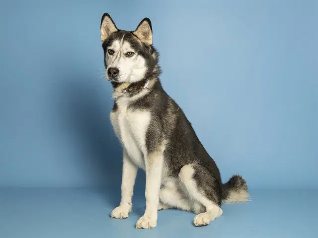 Hayate - Husky