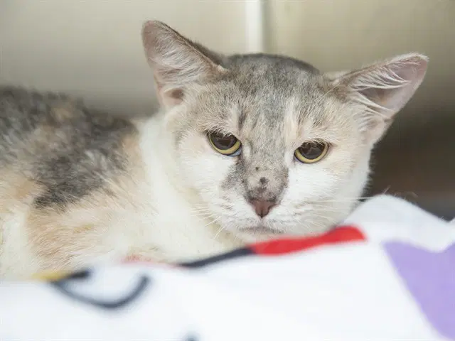 Beef Bulgogi - Domestic Short Hair