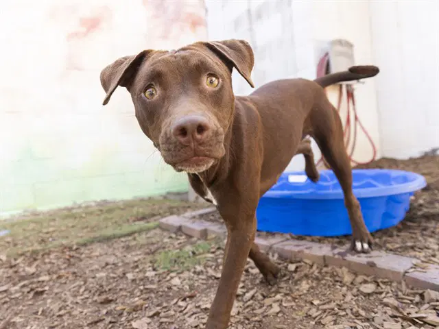 Bonnie - American Pit Bull Terrier