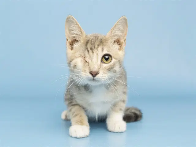 Bartholomew - Domestic Short Hair