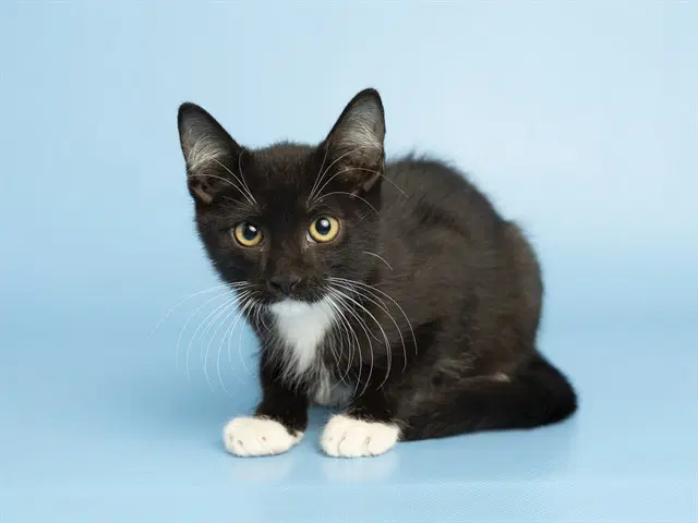 Tootsie - Domestic Medium Hair