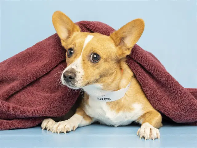 Tapatio - Cardigan Welsh Corgi