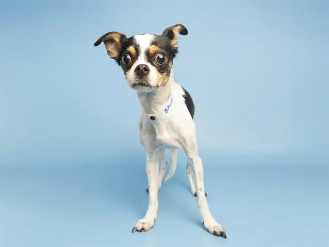 June Bug - Chihuahua