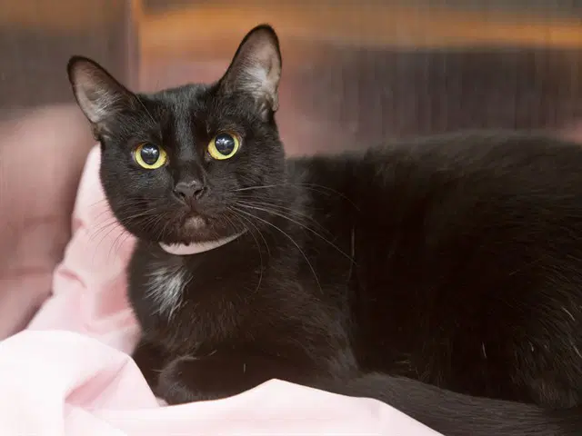 Willow - Domestic Short Hair