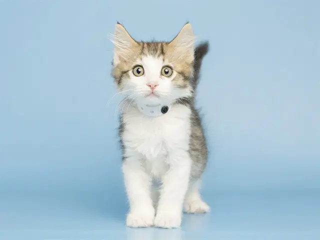 Charlie - Domestic Short Hair