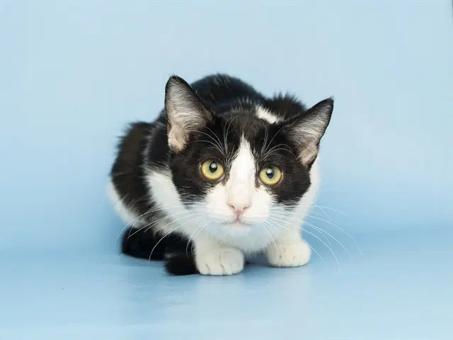 Tressia - Domestic Short Hair