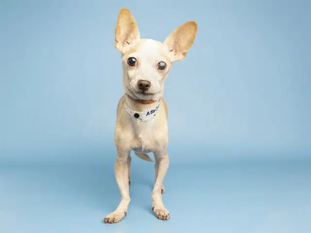 Padre - Chihuahua