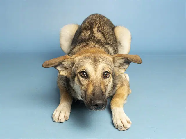 Chimichanga - Husky