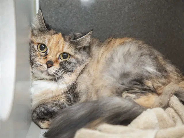 Alice - Domestic Medium Hair
