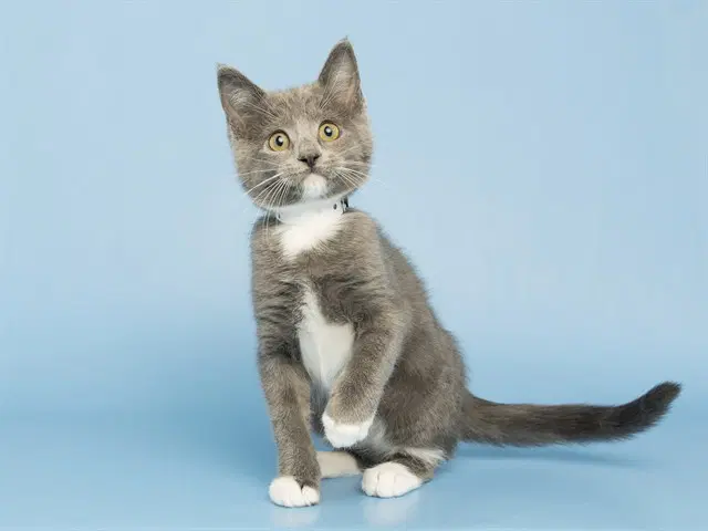 Freddy - Domestic Short Hair