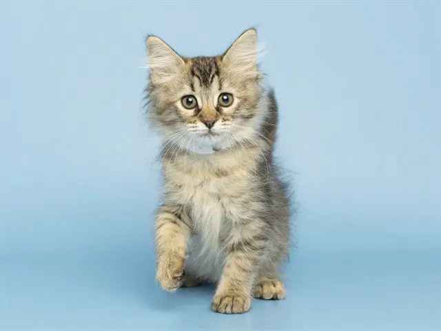 Bonnie - Domestic Long Hair