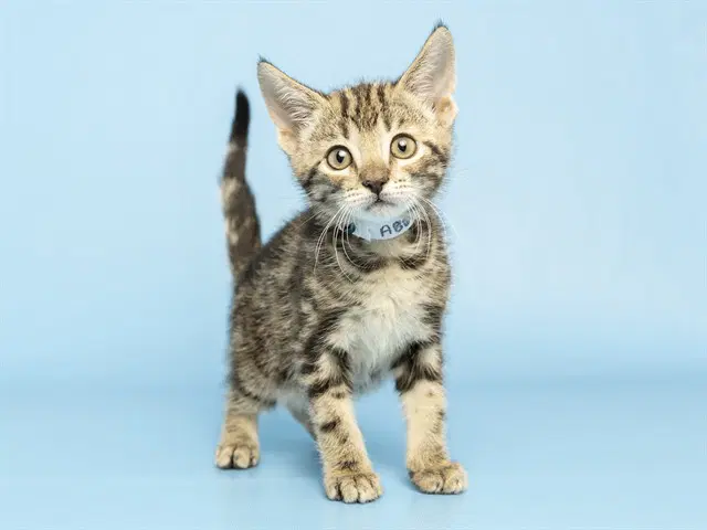 Sesame Seed - Domestic Short Hair