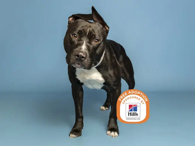 Parmesan - American Pit Bull Terrier
