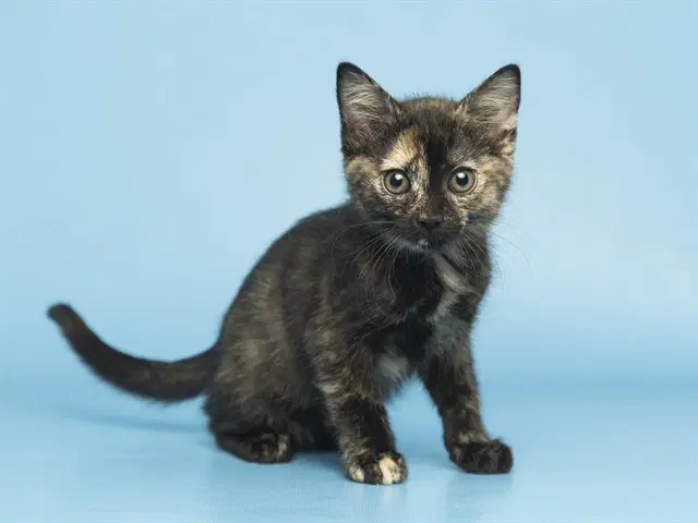 Juniper - Domestic Short Hair