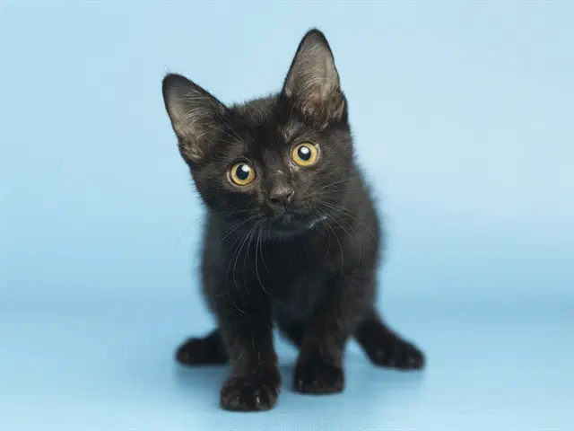 Dahlia - Domestic Short Hair