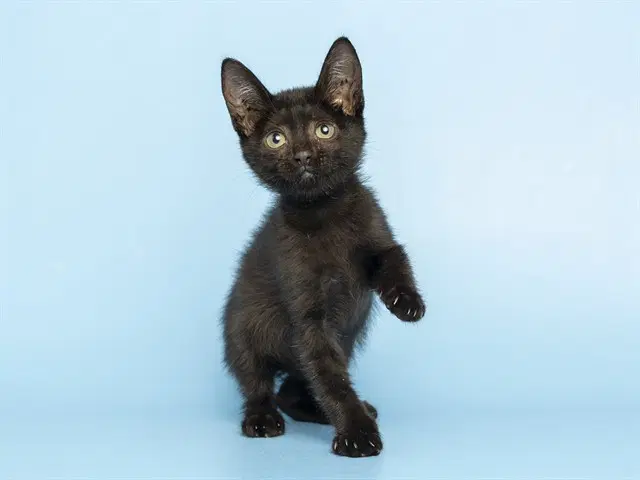 Tink - Domestic Short Hair